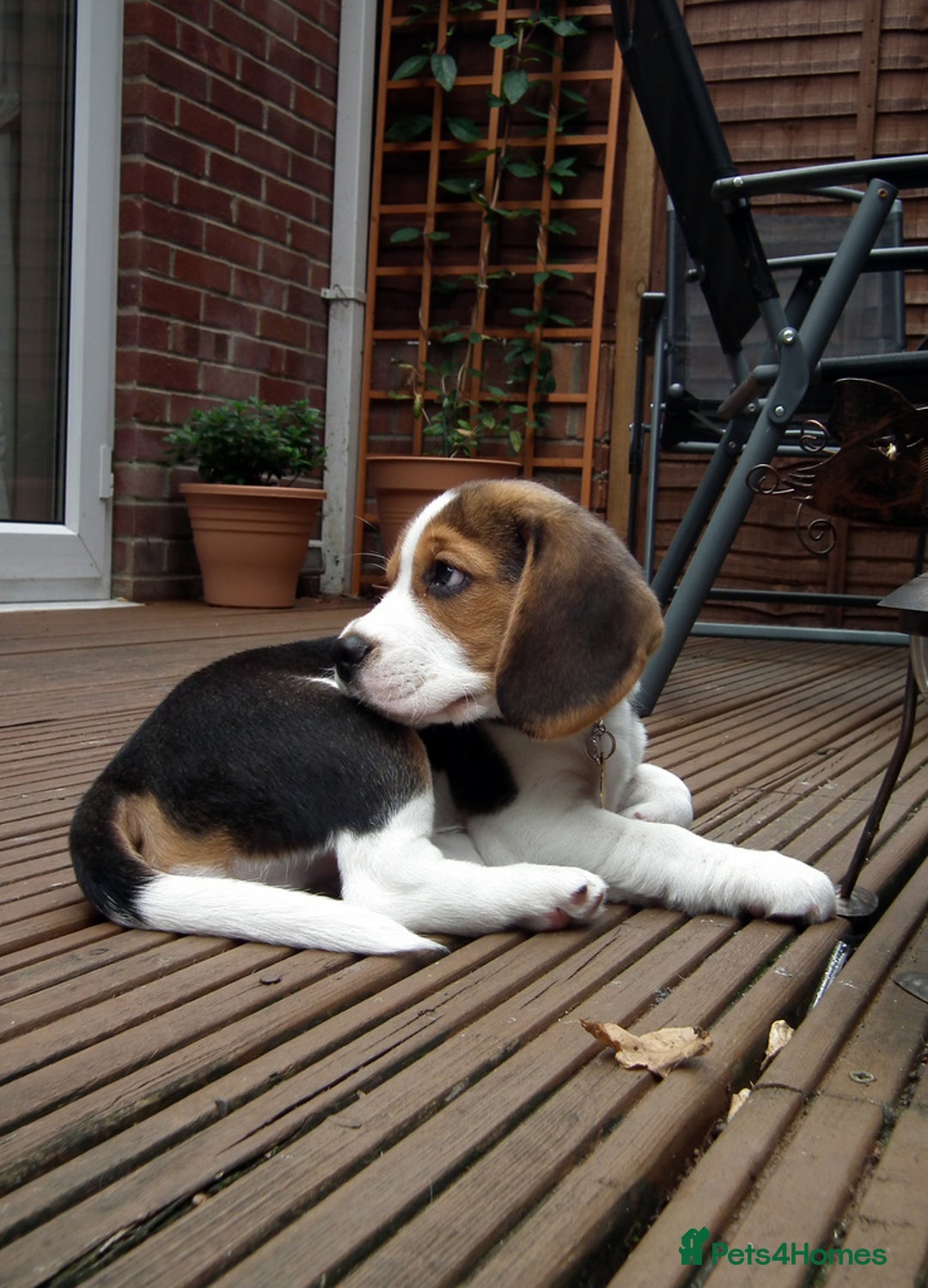 Beagle dogs for sale: Adorable Beagle Puppy - Advert 1