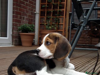 Beagle dogs Adorable Beagle Puppy - Advert 1