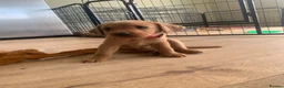 Labrador Retriever dogs for sale: KC Labrador Black/Dark yellow 🐾 - Advert 15