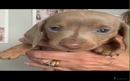 Dachshund dogs for sale: Kc reg miniature dachshund puppies - Image 1