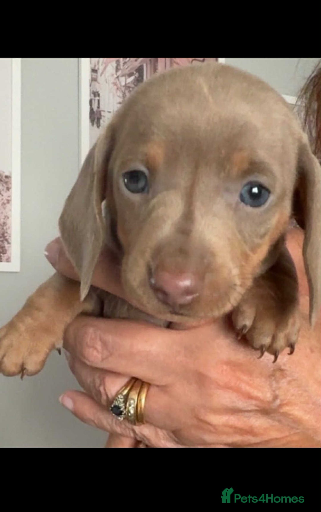Dachshund dogs for sale: Kc reg miniature dachshund puppies - Image 1