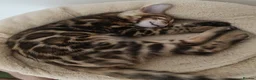 Bengal cats for sale: Cuddly and beautiful pedigree bengal kittens - Advert 9