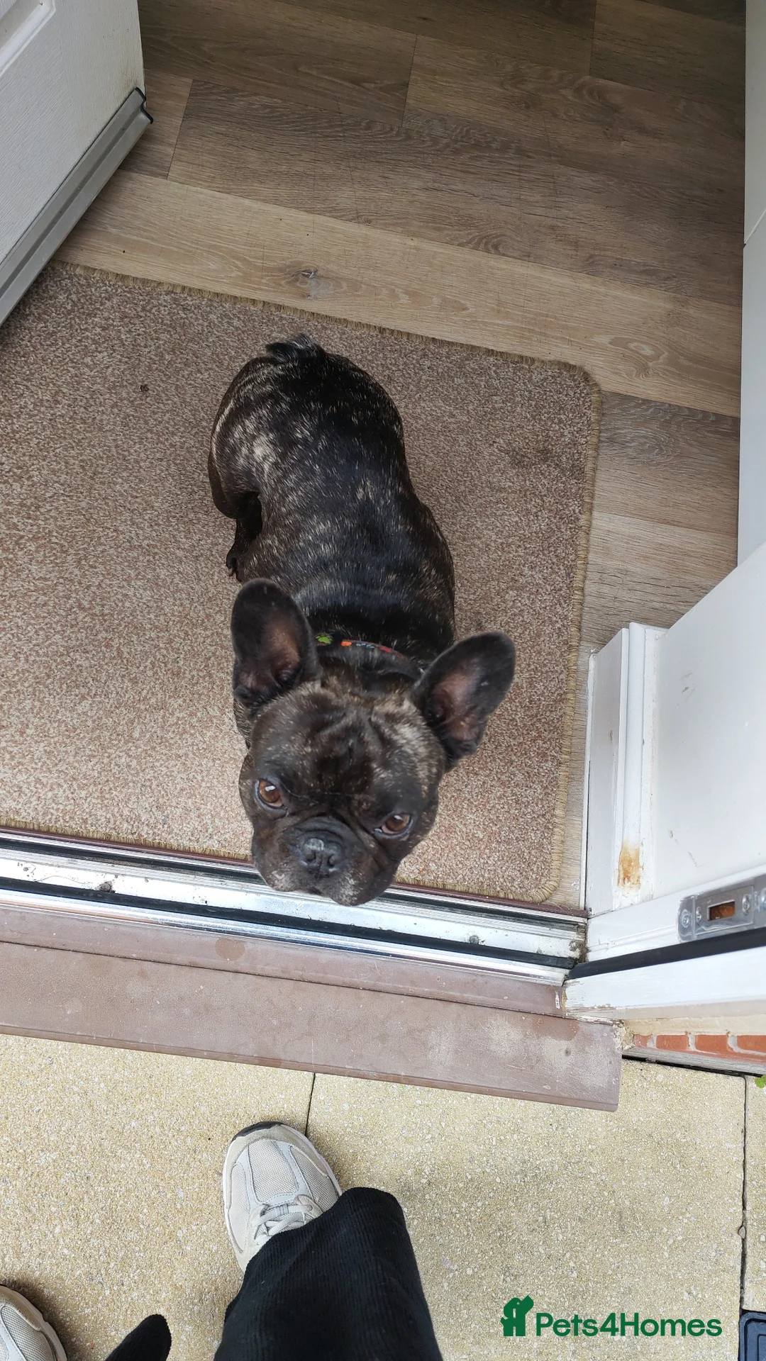 French Bulldog dogs for sale: 2 year old male kc reg French bulldog - Advert 1