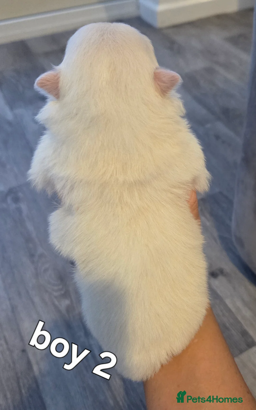 Pomeranian dogs for sale: Our beautiful litter of rainbow poms  - Advert 2