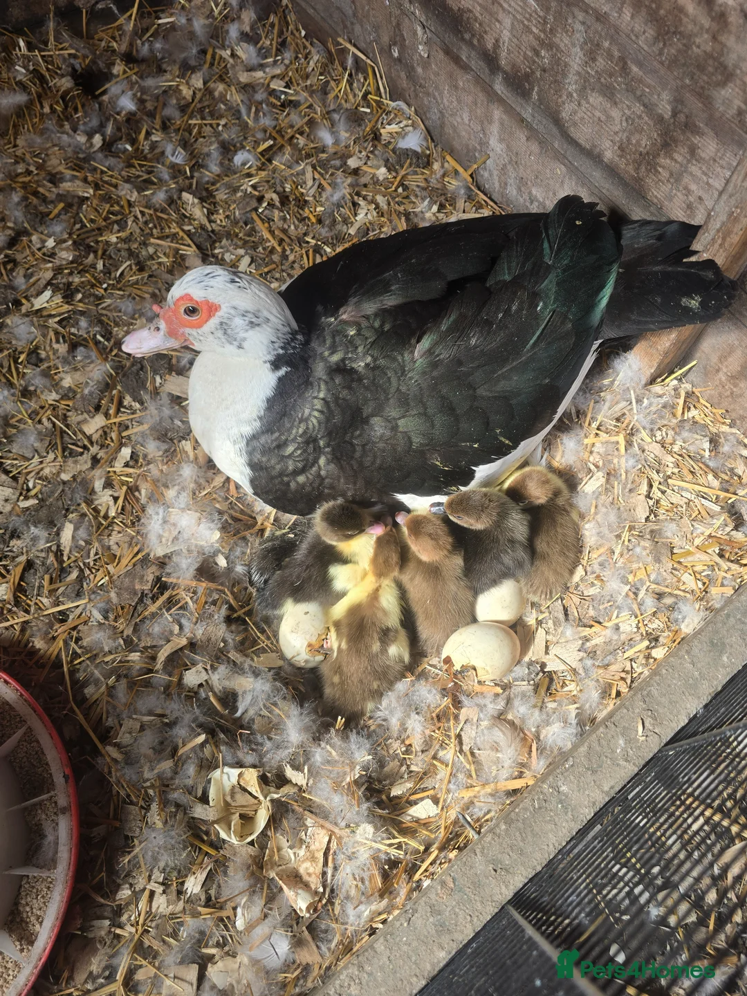 Ducks poultry for sale: Muscovy ducklings  - Advert 4