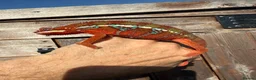 Chameleon reptiles for sale: Ambilobe Panther Chameleon  - Advert 8