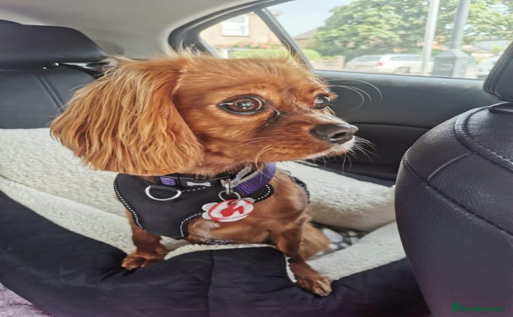 Cavalier King Charles Spaniel dogs - Advert 1