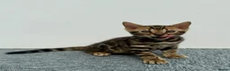 Bengal cats for sale: 🐾 Gorgeous Pure Breed Bengal Boy Kitten 🐾 - Advert 3