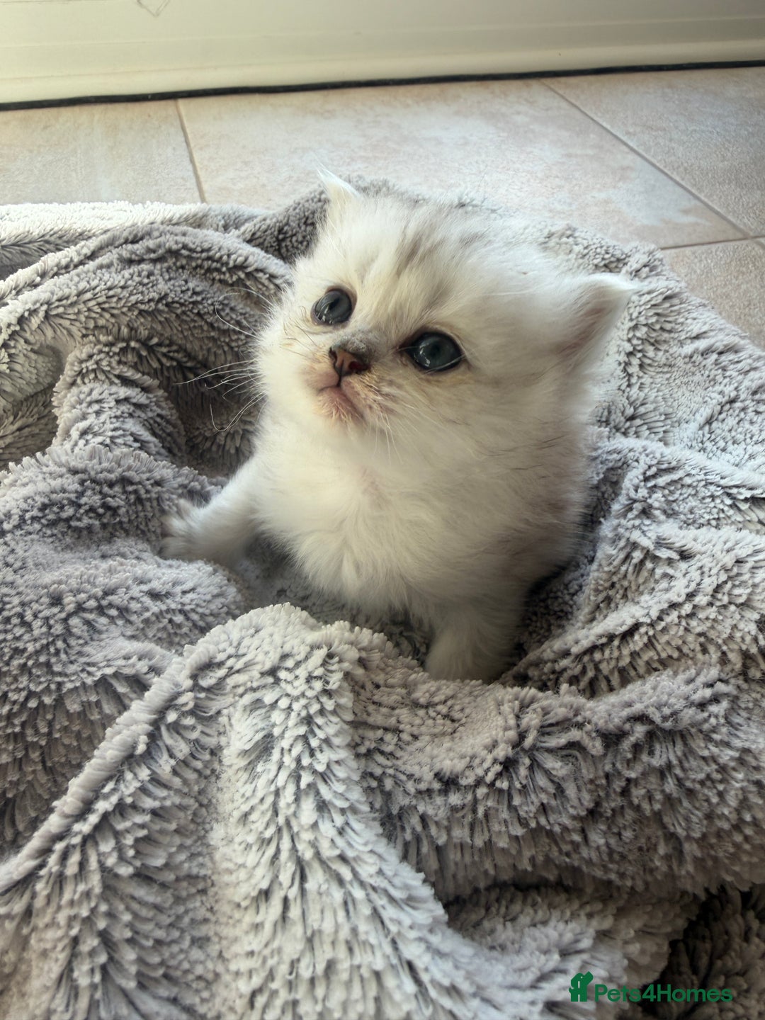 Scottish Fold cats for sale: Scottish fold/straight boy kitten - Advert 12