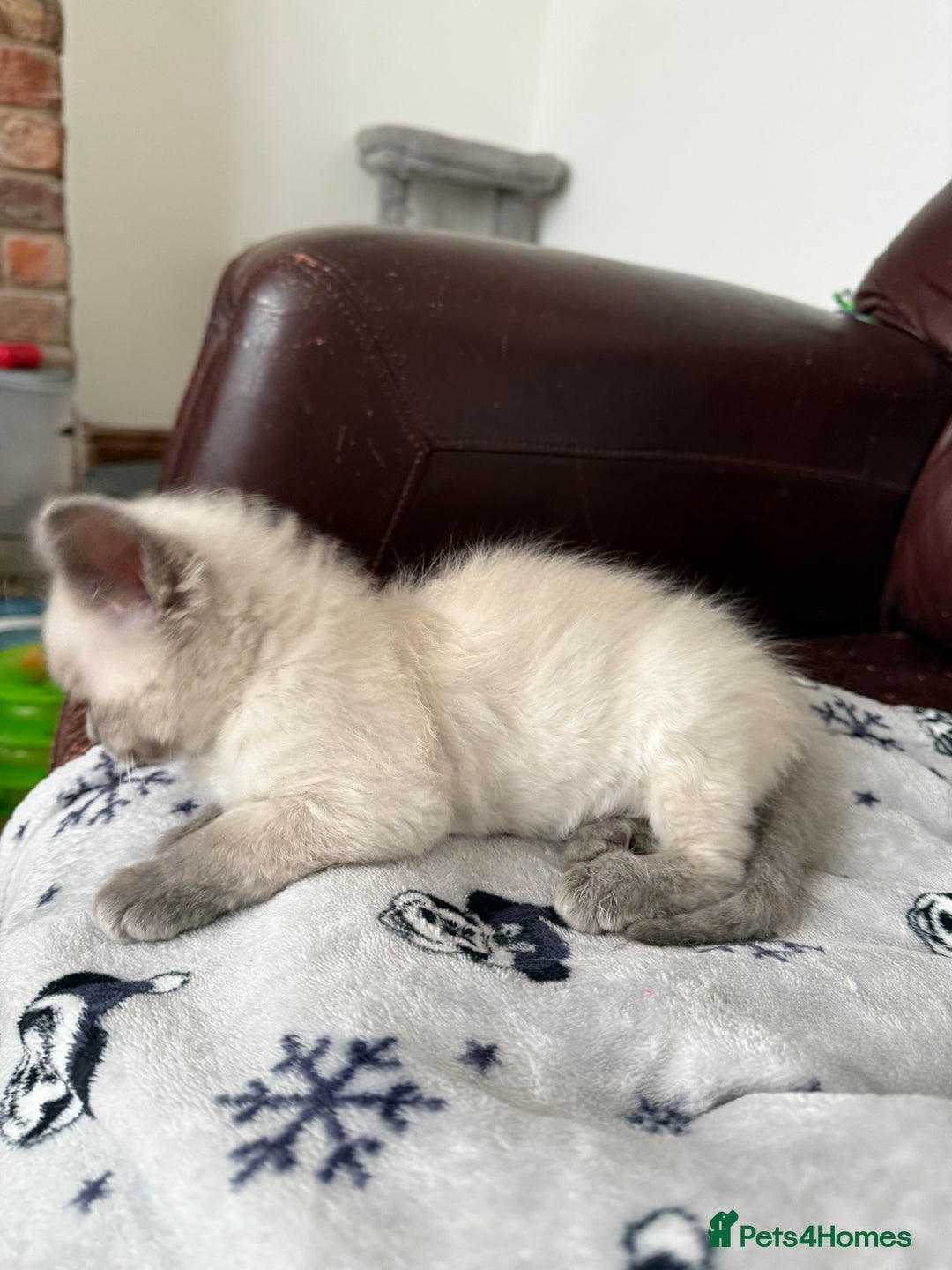 Ragdoll cats for sale: GCCF ragdoll seal point girl - Image 21