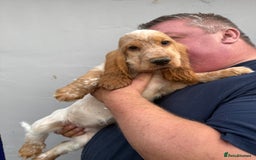 Cocker Spaniel dogs for sale: Fabulous Cocker Spaniel Pupies - Image 13