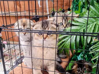 Scottish Fold cats Beautiful scottish kittens - Advert 5