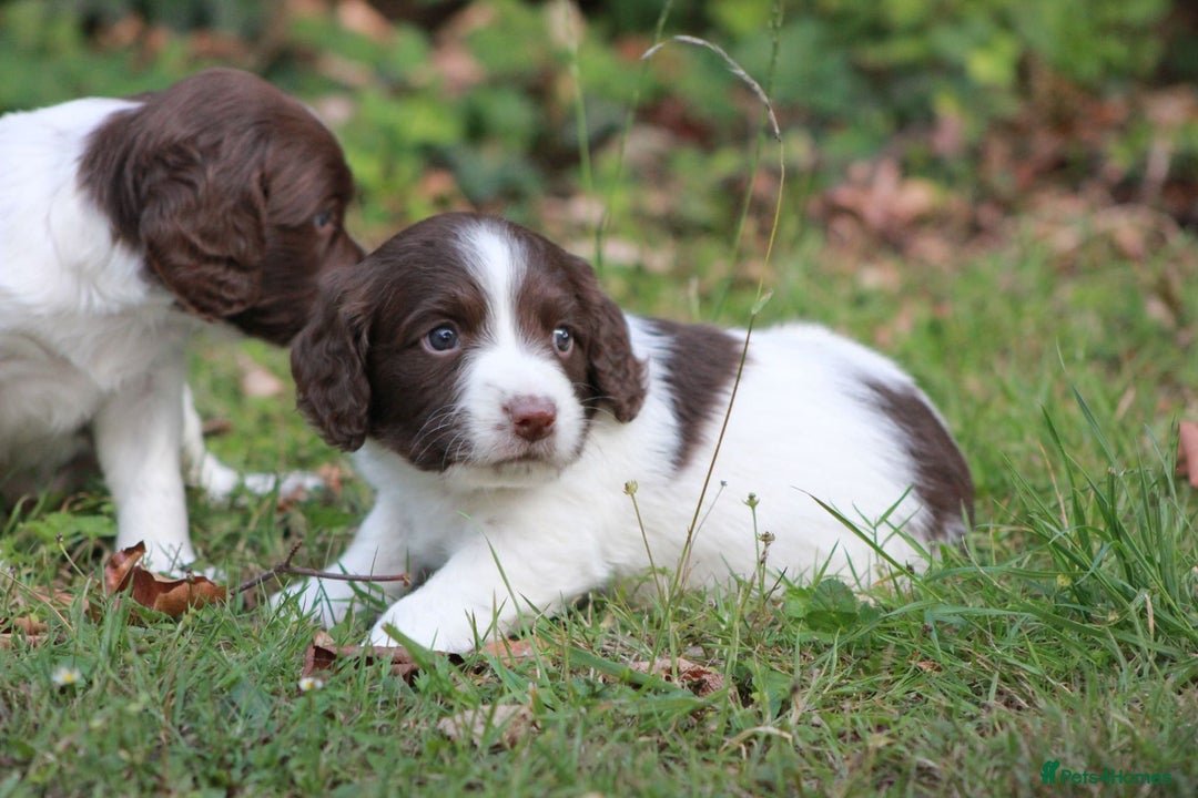 English Springer Spaniel dogs for sale: Springer Spaniel puppies - 2 boys left - Image 13