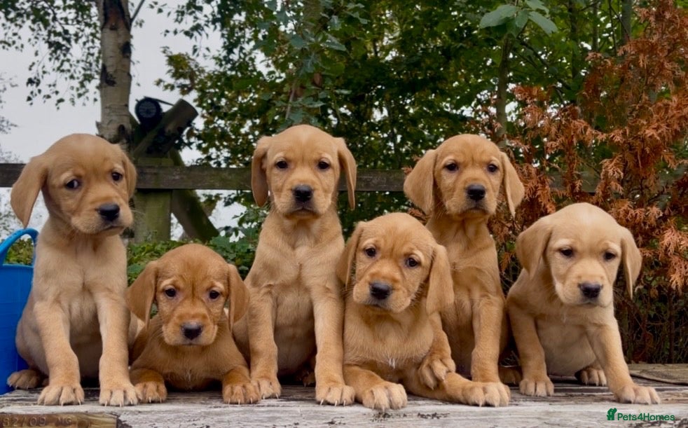 Golden Retriever dogs Golden Retriever x Wire Haired Hungarian Vizsla  - Advert 1