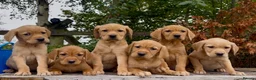 Golden Retriever dogs for sale: Golden Retriever x Wire Haired Hungarian Vizsla  in Melton Mowbray - Advert 1