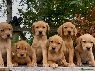 Golden Retriever dogs Golden Retriever x Wire Haired Hungarian Vizsla - Advert 4