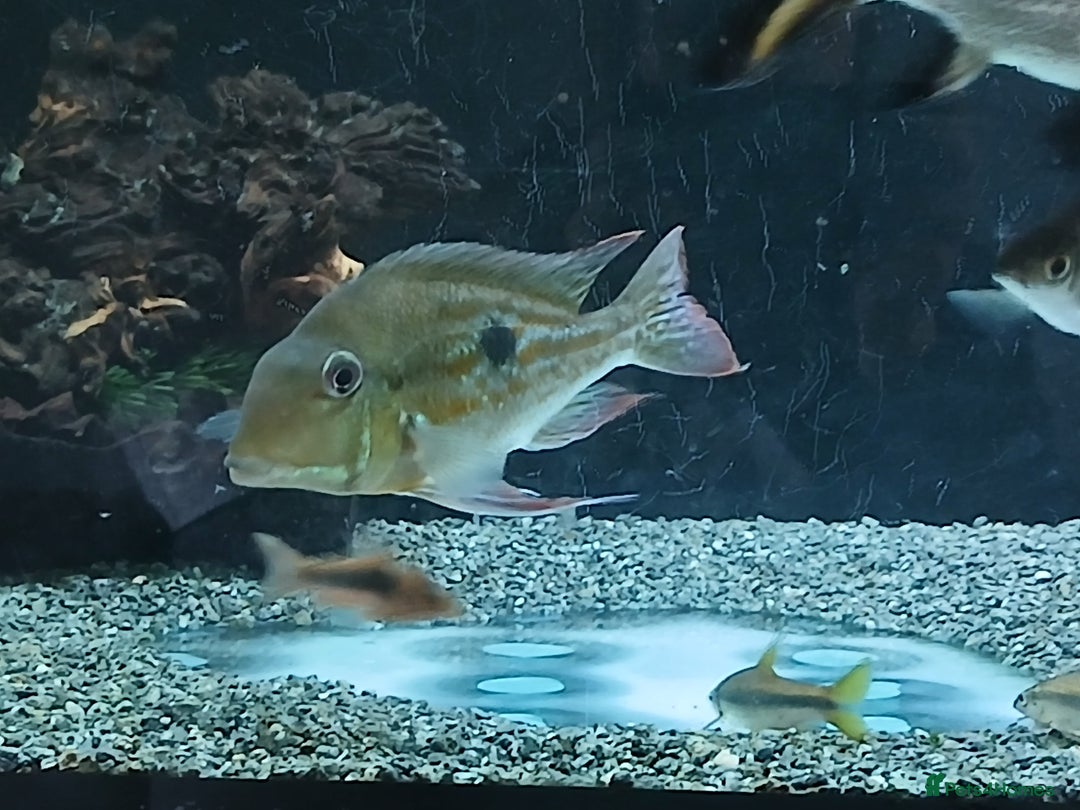 Other/Mixed Breed fish for sale: Gio tropical fish  - Image 2