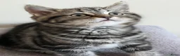 British Shorthair cats for sale: British short hair  - Advert 18