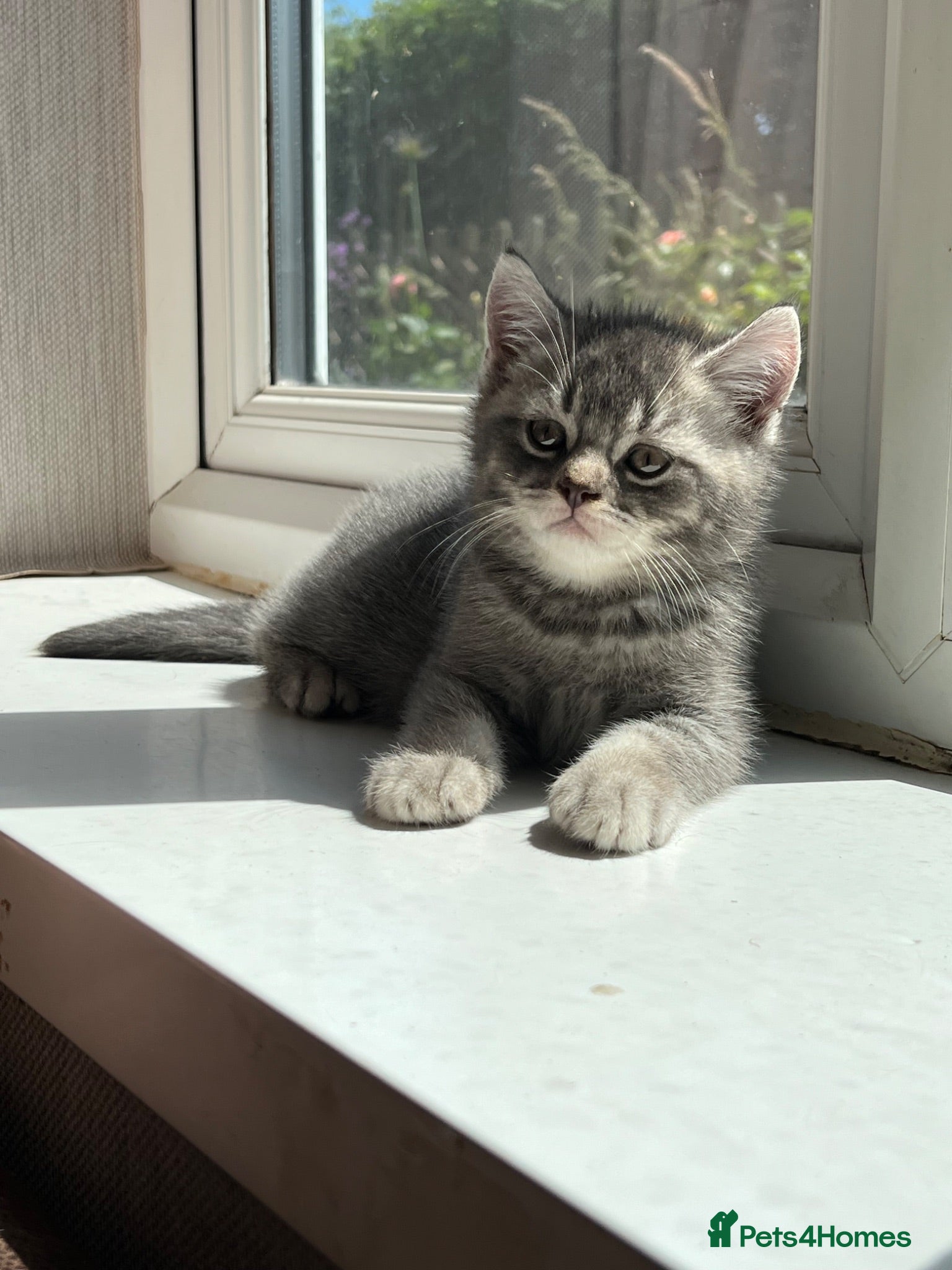 British Shorthair cats Ready now British shorthair kittens - Advert 2