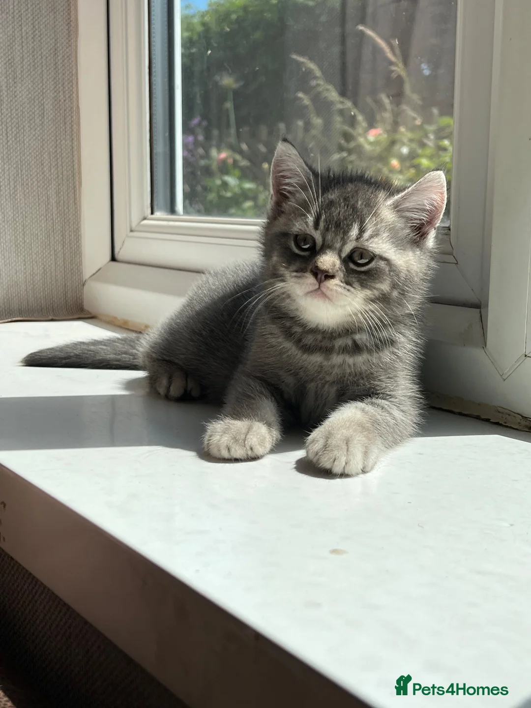 British Shorthair cats for sale: Ready now British shorthair kittens - Advert 2