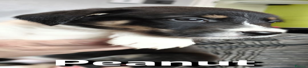 Peanut