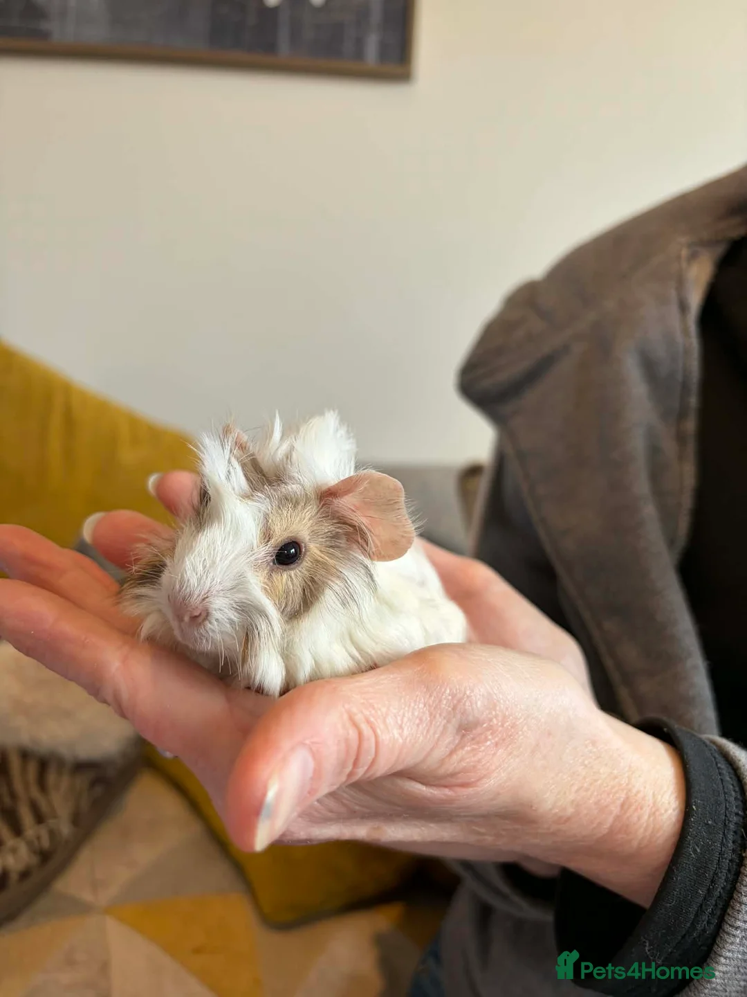 Guinea Pig rodents for sale: Baby Guinea Pigs - Advert 7