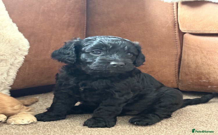 Cockapoo dogs - Advert 10