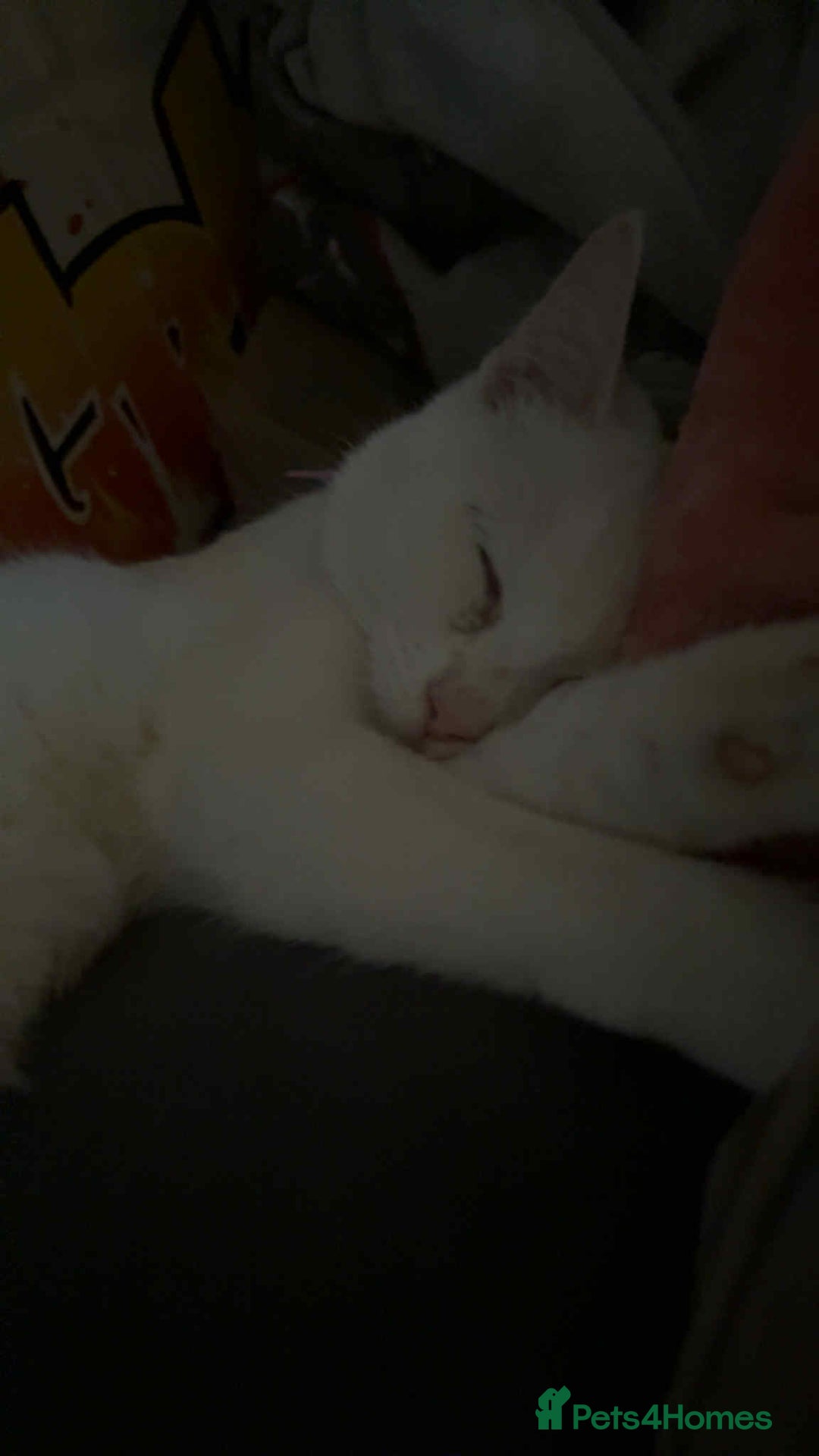 Domestic Shorthair cats for sale: Duchess and ozzy - Advert 4