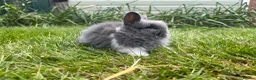 Lionhead rabbits for sale: Beautiful mini double maned lionheads  - Advert 14