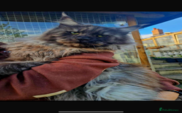 Maine Coon cats for sale: Maine coon kittens  - Advert 4