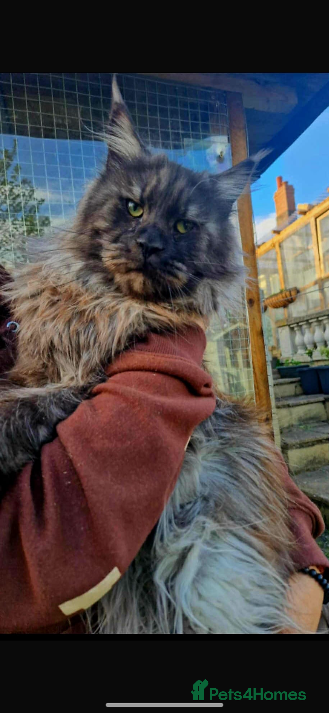 Maine Coon cats for sale: Maine coon kittens  - Advert 4