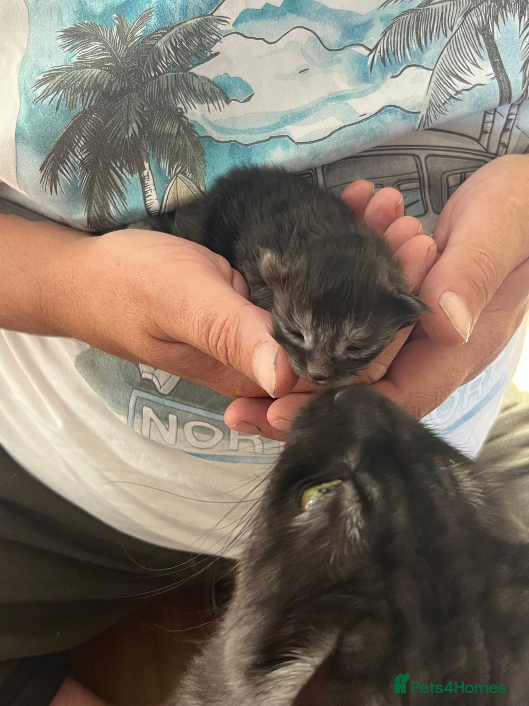 Maine Coon cats for sale: Maine coon kittens  - Image 6