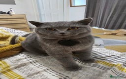 Mixed Breed cats for sale: Three kittens. Mother british short hair. - Image 2