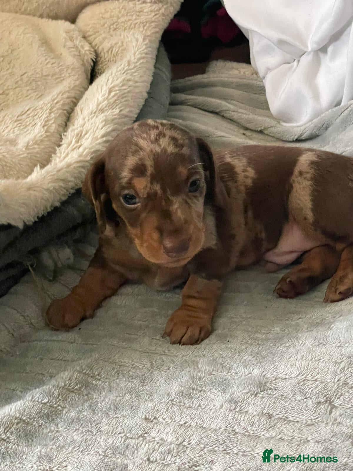 Miniature Dachshund dogs 4 short haired miniature dachshund - Advert 9