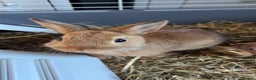 Netherland Dwarf rabbits for sale: Netherland Dwarf Rabbit with full set up - Advert 7