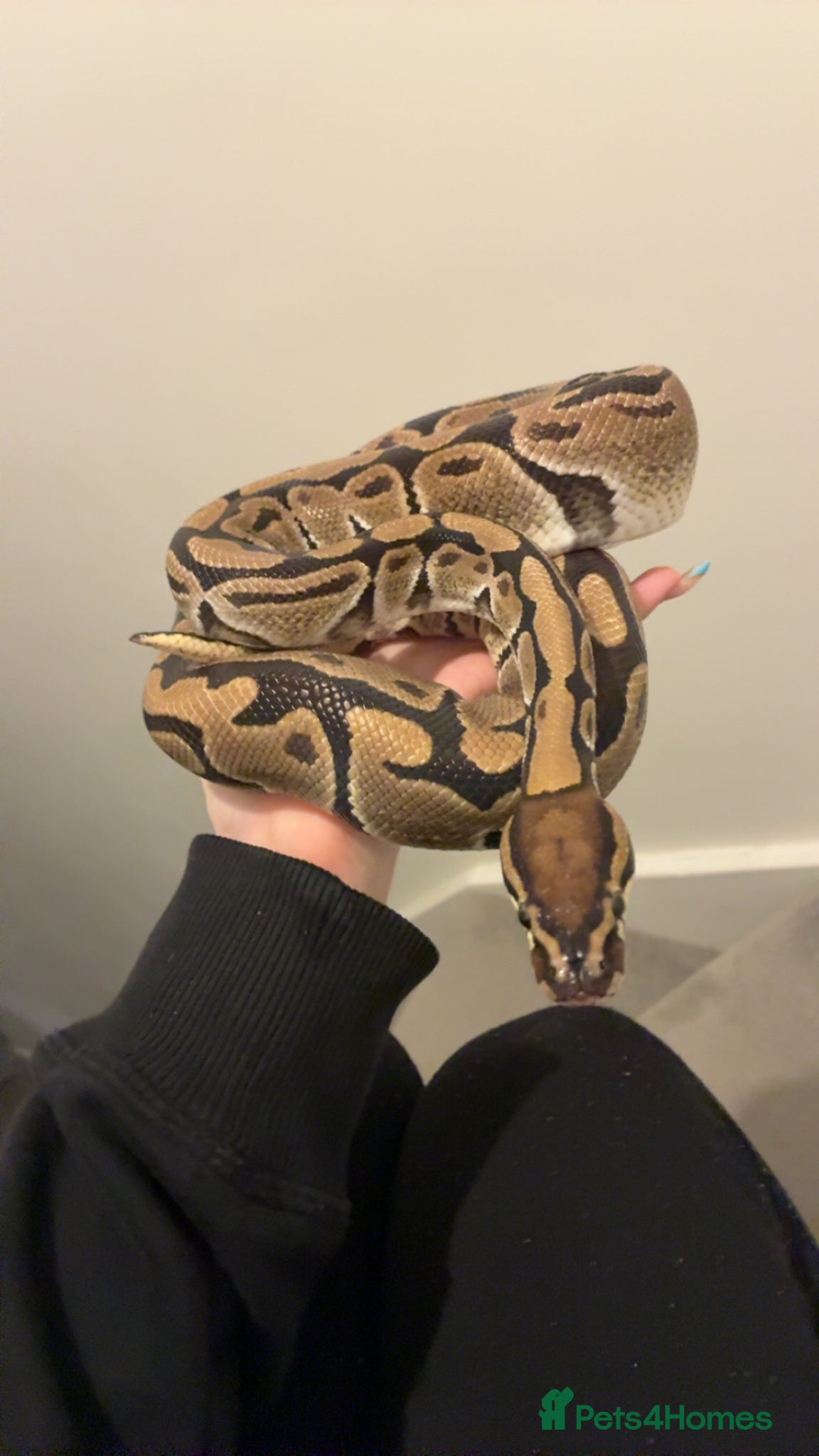 Python Snake reptiles Male ball python  - Advert 9