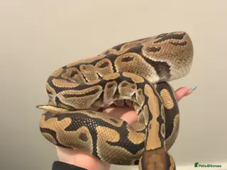 Python Snake reptiles Male ball python - Advert 9