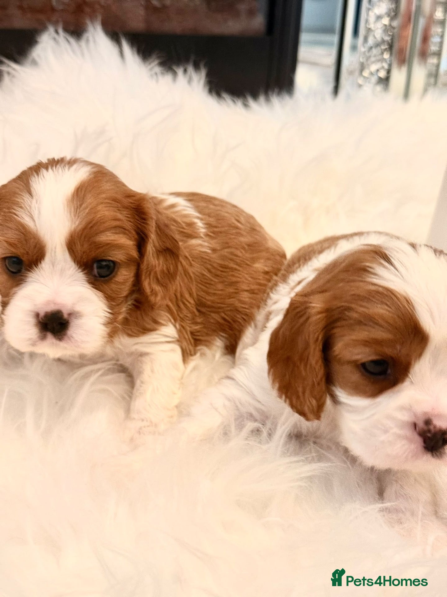 Cavalier King Charles Spaniel dogs ⭐️Gorgeous KC Chocolate Carrier Cavaliers⭐️ - Advert 2