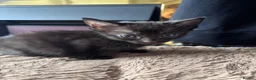 Mixed Breed cats for sale: Kittens  in Warrington - Advert 3