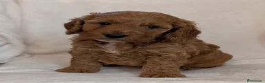 Cockapoo Puppy 2
