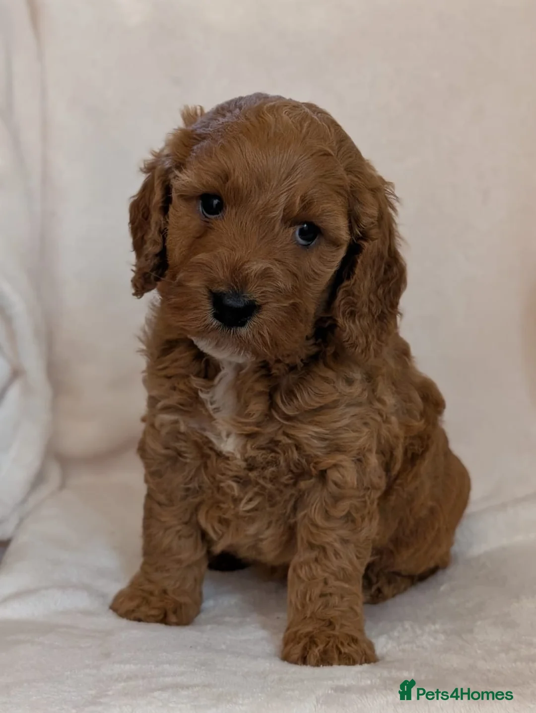 Cockapoo dogs for sale: Gorgeous F1 Cockapoo puppies  - Advert 2
