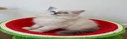 Ragdoll cats for sale: ✨ Exceptional Ragdoll Kittens Ready to leave ✨ - Advert 20
