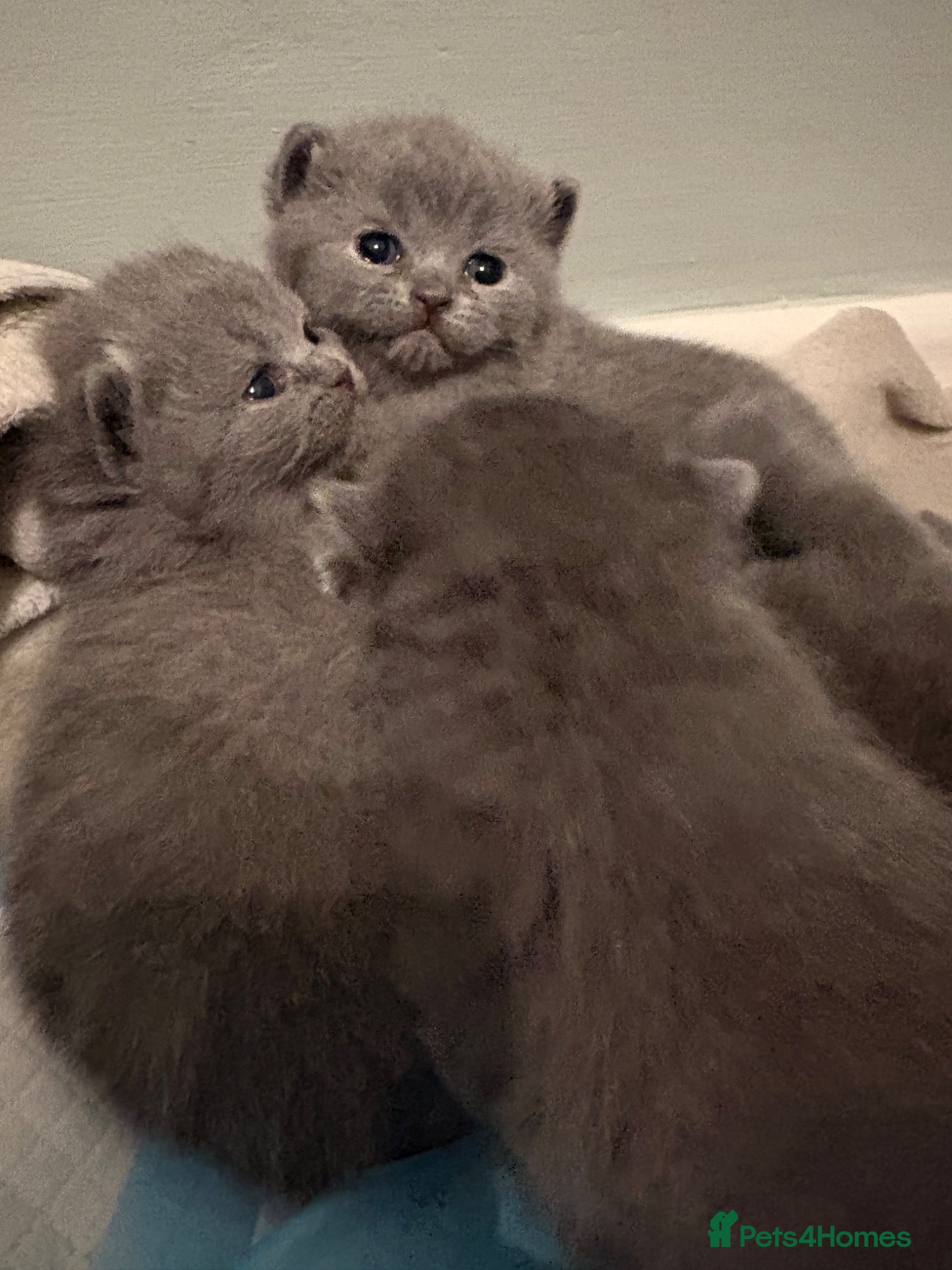 British Shorthair cats for sale: British Shorthair Kittens - Advert 6