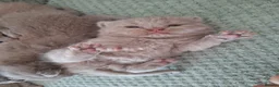 British Shorthair cats for sale: 7 beautiful lilac british shorthair kittens  - Advert 6