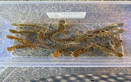 Bearded Dragon reptiles for sale: Baby bearded dragons 14 available - Image 5