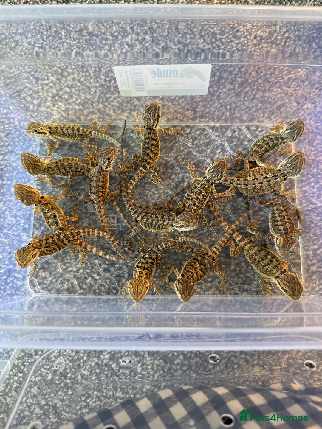 Bearded Dragon reptiles for sale: Baby bearded dragons 14 available - Image 5