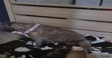 Mixed Breed dogs in Weston-super-Mare - Advert 3