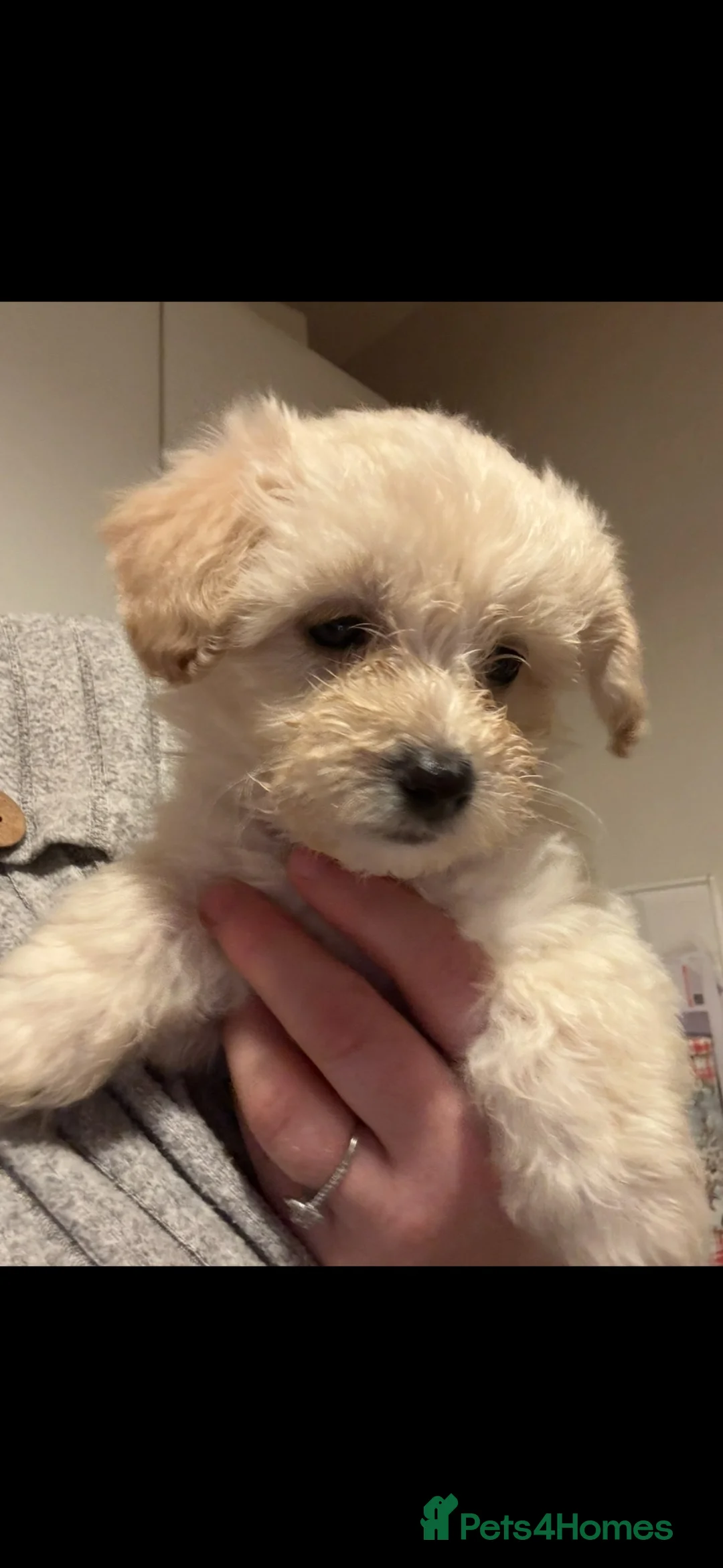 Maltipoo dogs for sale: Last female maltipoo - Advert 2