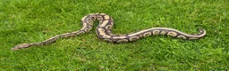 Python Snake reptiles for sale: Beautiful ball phyton 18 months old  in Coalville - Advert 3