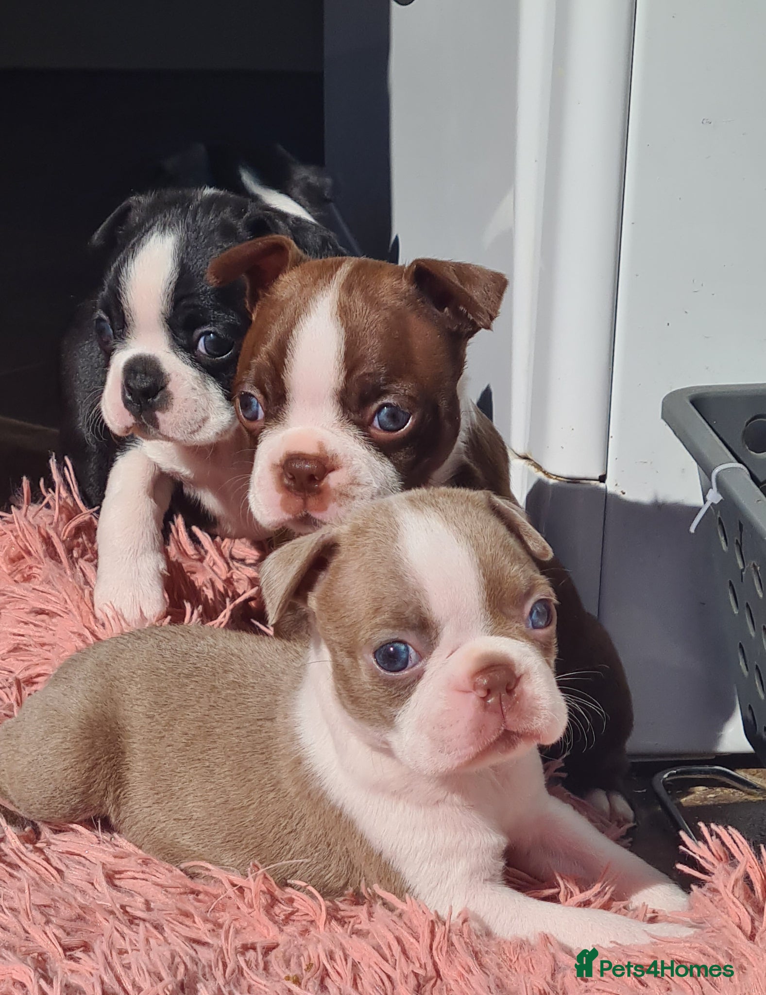 Boston Terrier dogs Boston terrier puppies  - Advert 15